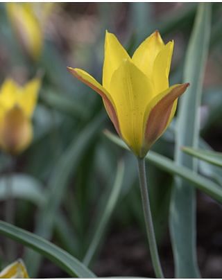 Tulip Kolpakowskiana