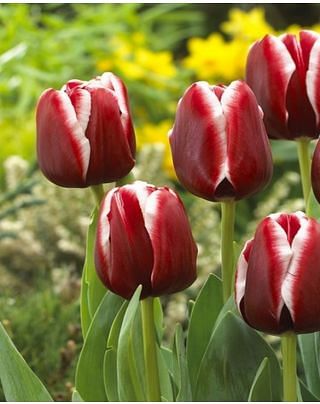 Tulip Armani Bulbs