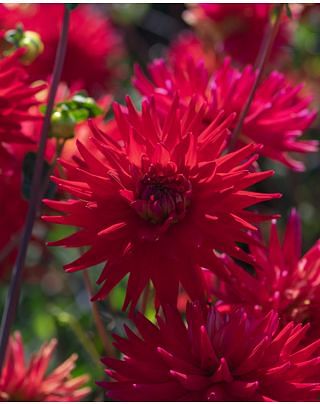 Dahlia Karma Red Corona