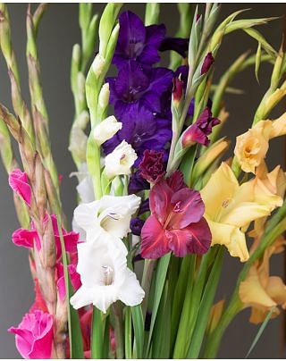 Large Flowering Gladiolus Mixture Bulbs