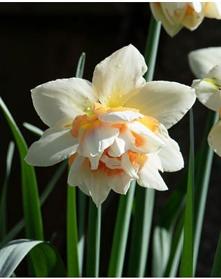 Narcissus Replete Bulbs