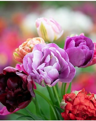 Tulip Double Late Mixture