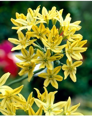 Triteleia ixioides Splendens Bulbs
