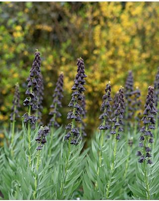Fritillaria Persica Bulbs
