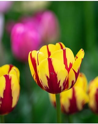 Tulip Helmar Bulbs
