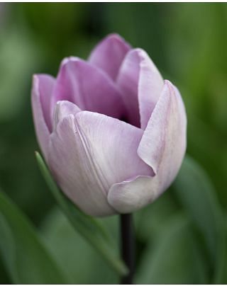 Tulip Jacuzzi