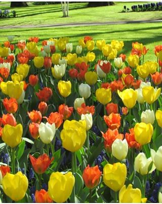 Citrus Tulip  Collection
