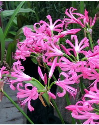 Nerine Bowdenii Bulbs