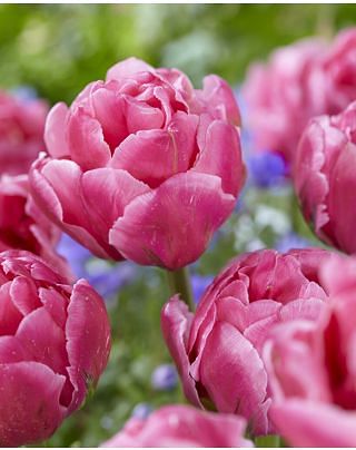 Tulipa Double Arosa ®