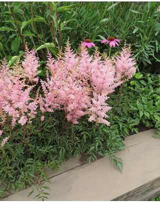Astilbe Vision Inferno ®