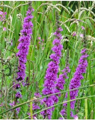 Lythrum Dropmore Purple