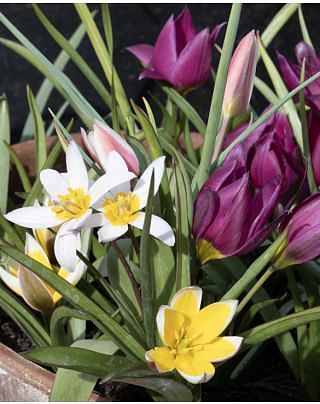Tulip Tulipa Mixture