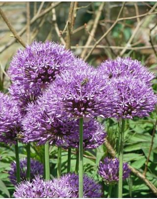 Allium Aflatunense