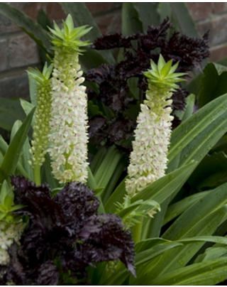 Eucomis Autumnalis Bulbs