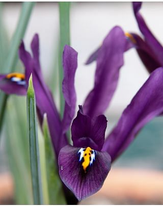 Iris Reticulata J.S. Dijt
