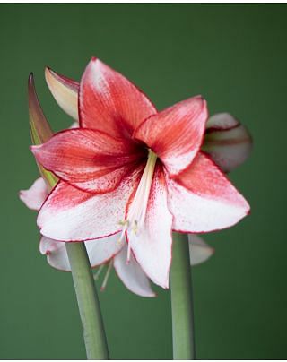 Amaryllis (Hippeastrum) Charisma Bulbs