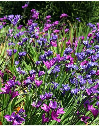 Babiana Stricta Bulbs