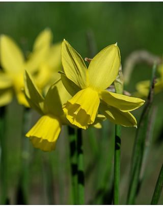 Narcissus Yellow Salboat
