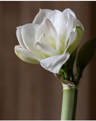 Amaryllis White Amadeus