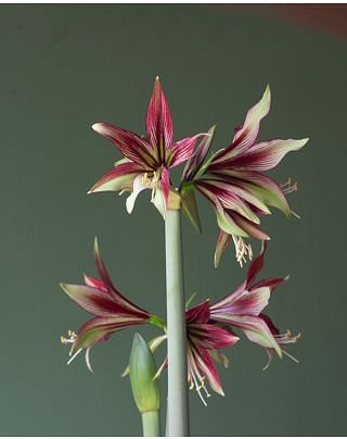Amaryllis (Hippeastrum) Mystica Bulbs