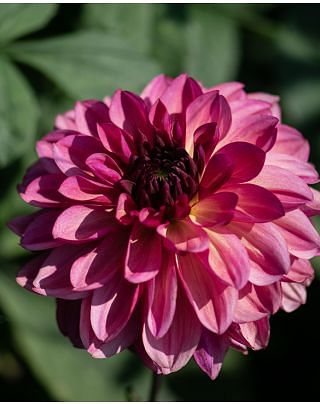 Dahlia Bacardi Bulbs