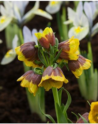 Fritillaria Michailovskyi