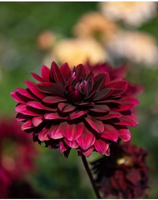 Dahlia Sam Hopkins