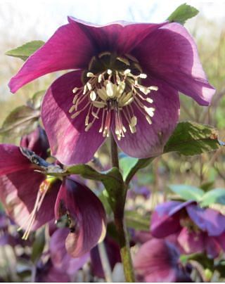 Helleborus red