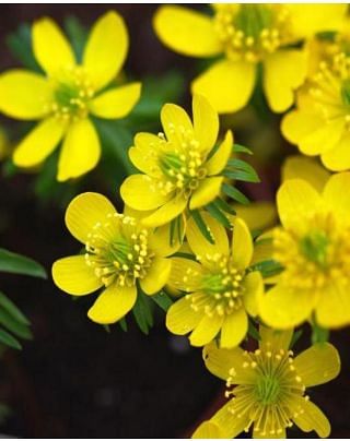 Eranthis Cilicia (Winter Aconites) Bulbs