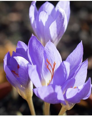Crocus Pulchellus Bulbs