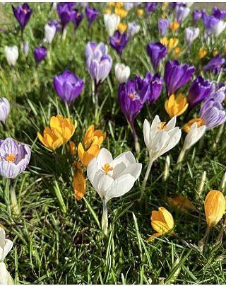 Crocus Mixture