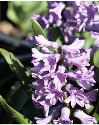 Hyacinth Purple Voice Bulbs