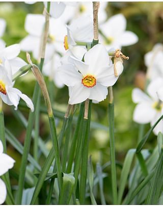Narcissus Actaea 12/14 cm Bulbs