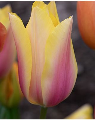 Tulip Blushing Lady Bulbs