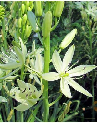 Camassia Silk River