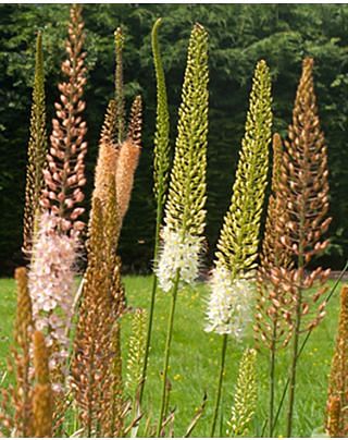 Eremurus Ruiter Hybrids Bulbs