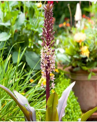Eucomis Indian Summer