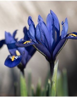 Iris Reticulata Rhapsody Bulbs