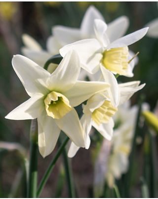 Narcissus Polar Hunter Bulbs