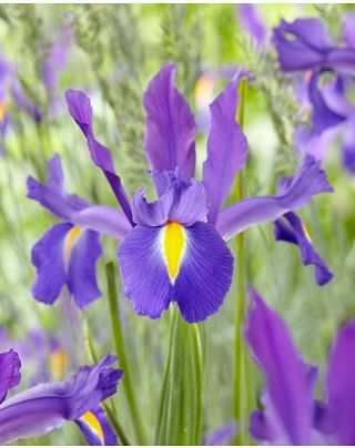 Iris Discovery