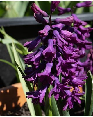 Hyacinth Woodstock with Anemone Blanda