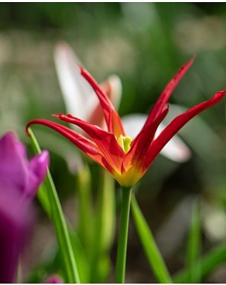 Tulip Go Go Red