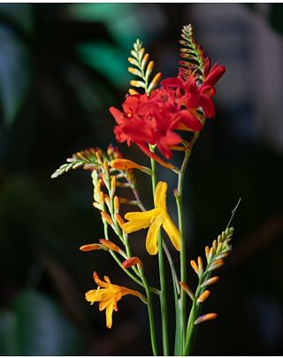Crocosmia Mixture Small Flowering Bulbs