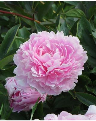 Peony Sarah Bernhardt Bulbs