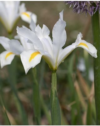 Dutch Iris White van Vliet Bulbs