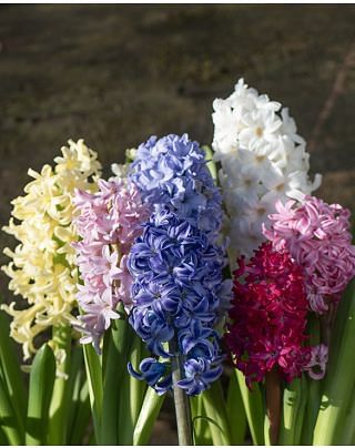 Hyacinth Mixture