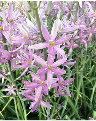 Camassia leichtlinii Sweet Candle Bulbs