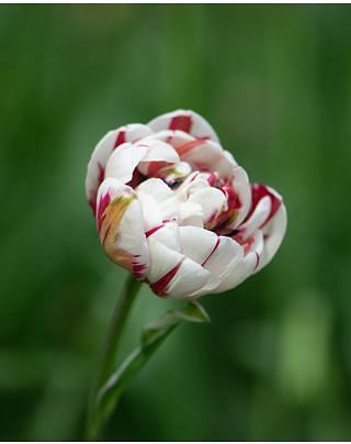 Tulip Carnaval de Nice Bulbs