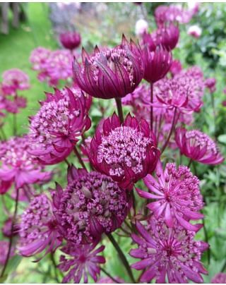 Astrantia Major Claret from Peter Nyssen flower bulbs and plants