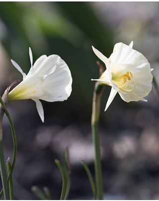Narcissus Spoirot Bulbs